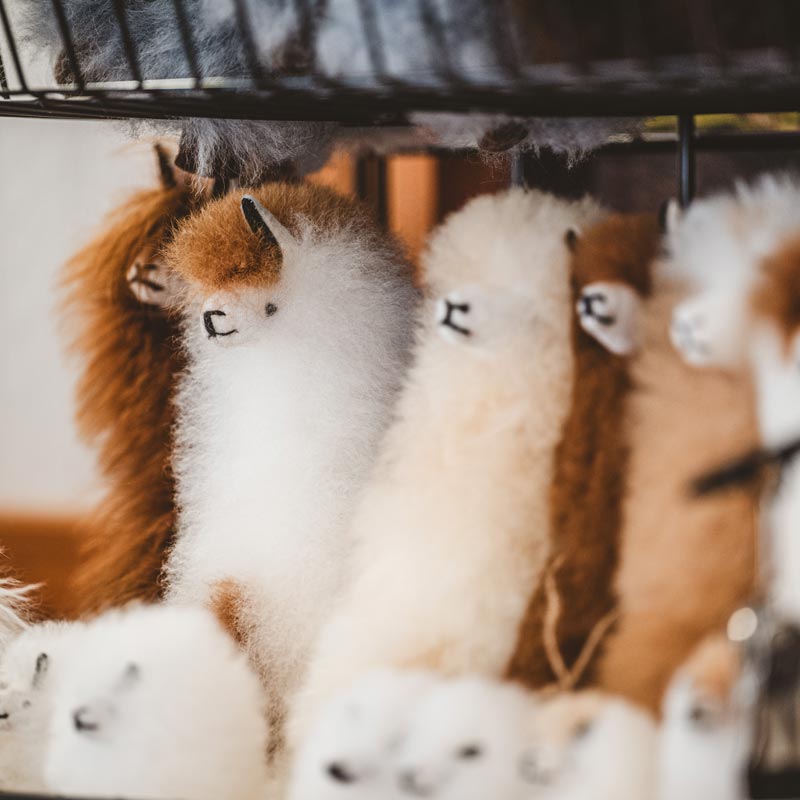 Vari&eacute;t&eacute; de toutous alpagas